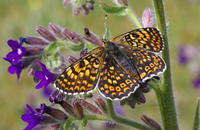 Glanville fritillary butterfly